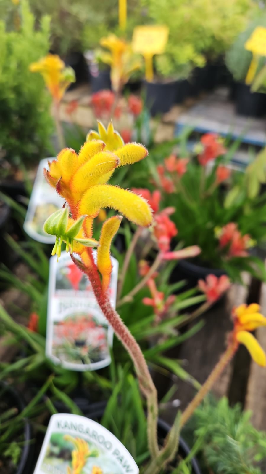 Kangaroo Paw In Mm Pot Canberra Nursery Garden Centre