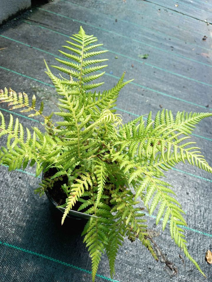 Soft Tree Fern In 140mm Pot Canberra Nursery Garden Centre