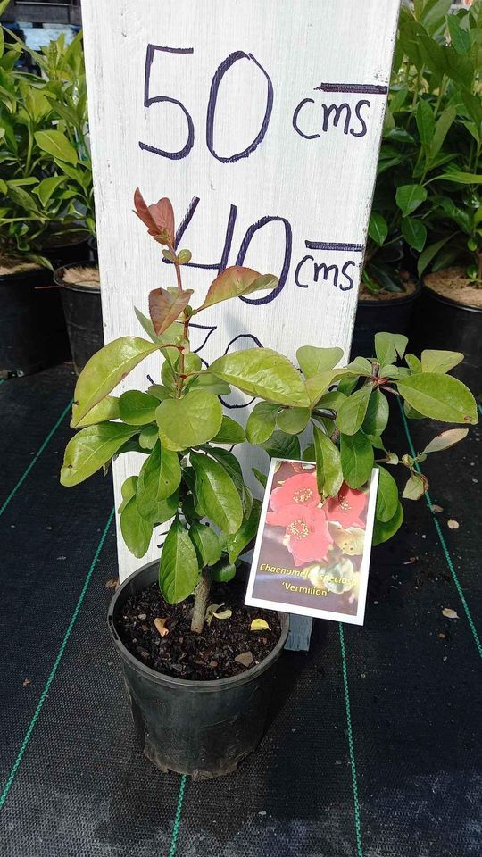 Chaenomeles Vermilion In Mm Pot Canberra Nursery Garden Centre