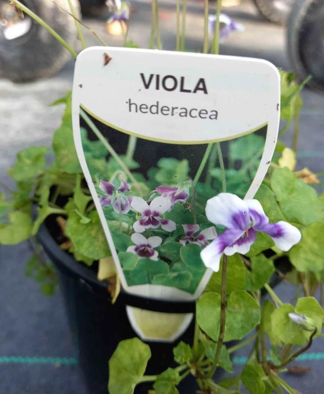 Viola Hederacea In Mm Pot Canberra Nursery Garden Centre