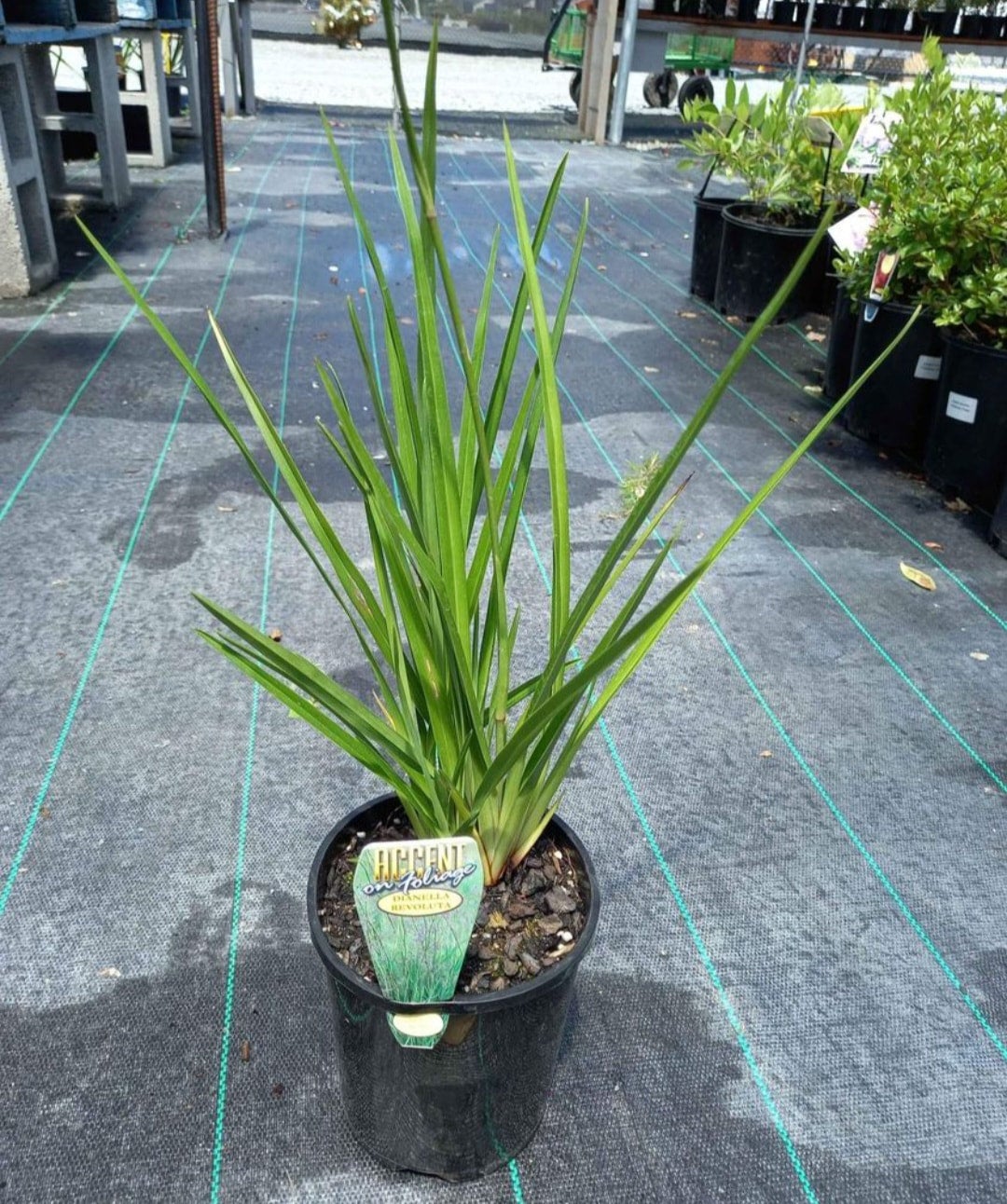 Dianella Revoluta 140mm Pot Canberra Nursery Garden Centre