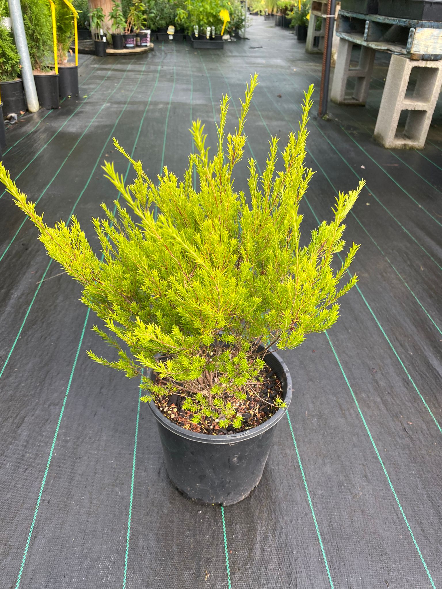 Pink Diosma In Mm Pot Canberra Nursery Garden Centre