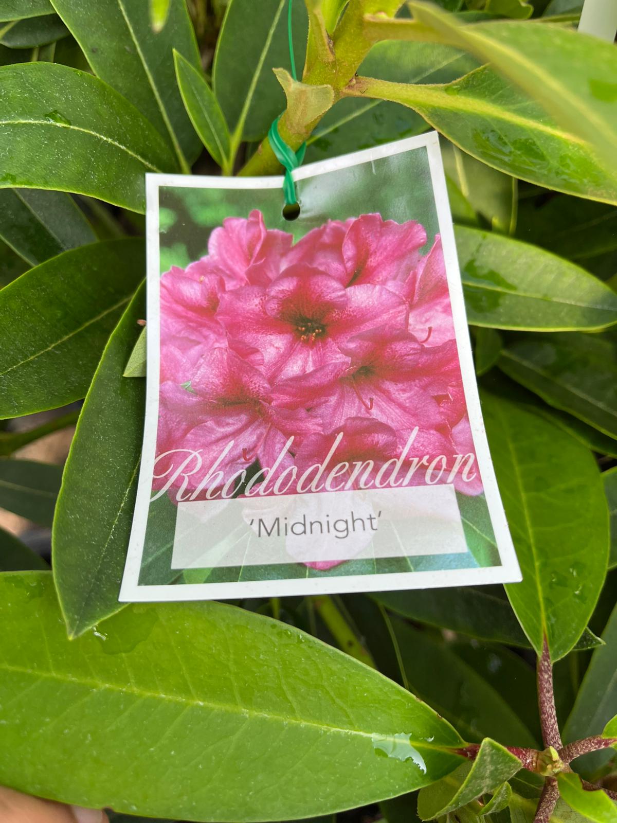 Rhododendron (Assorted) | Canberra Nursery & Garden Centre