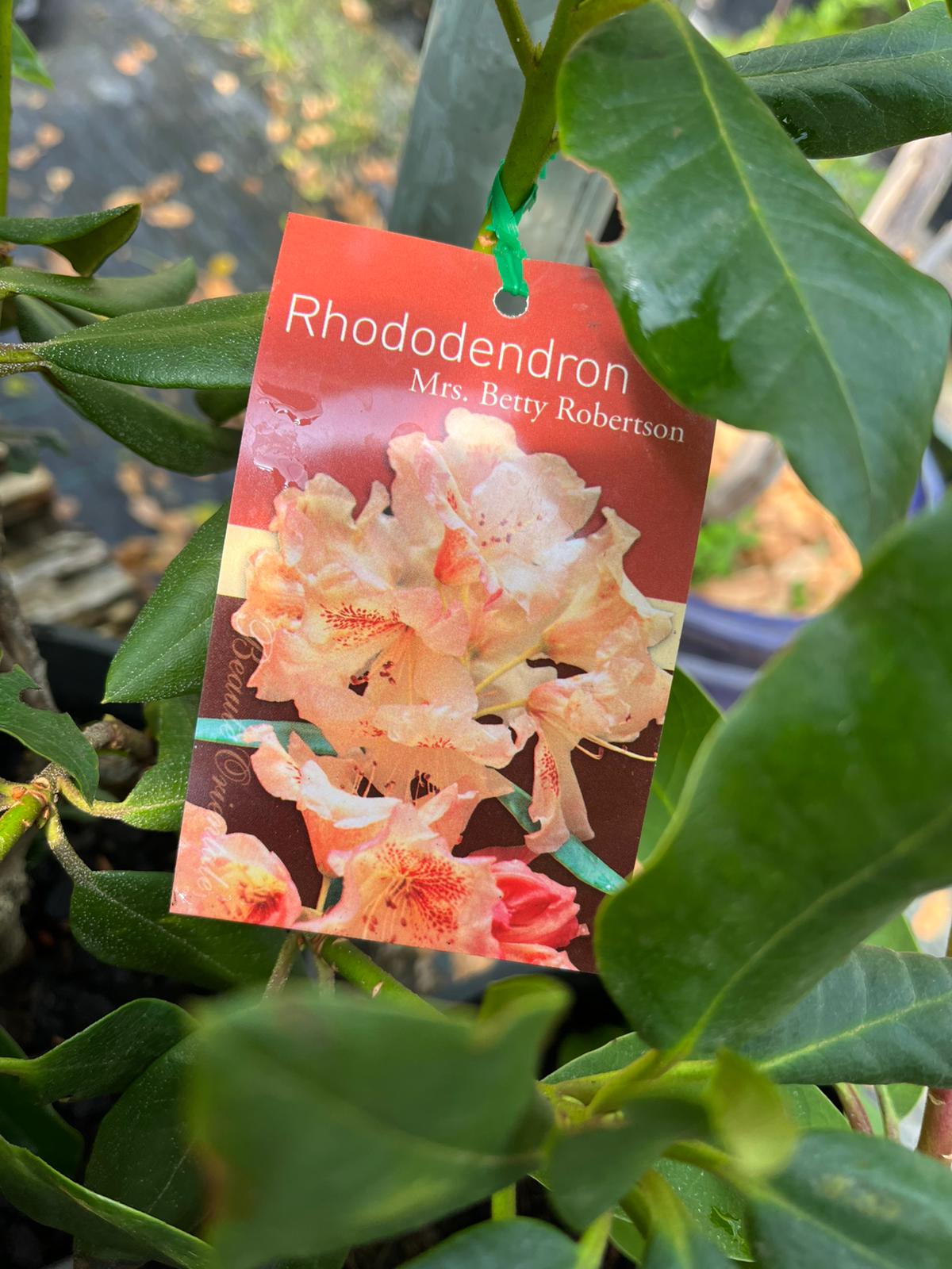 Rhododendron (Assorted) | Canberra Nursery & Garden Centre