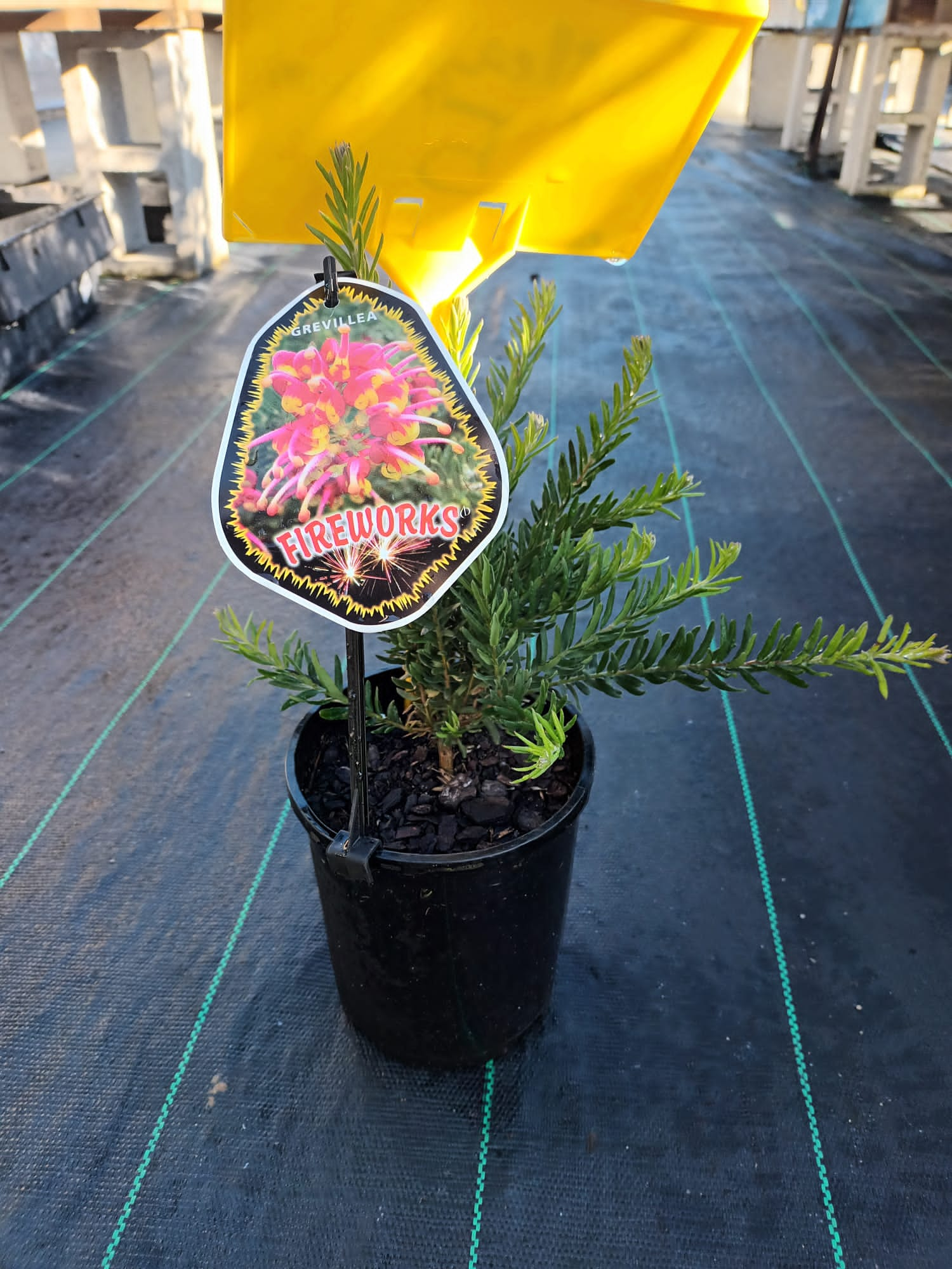 Grevillea firework | Canberra Nursery & Garden Centre