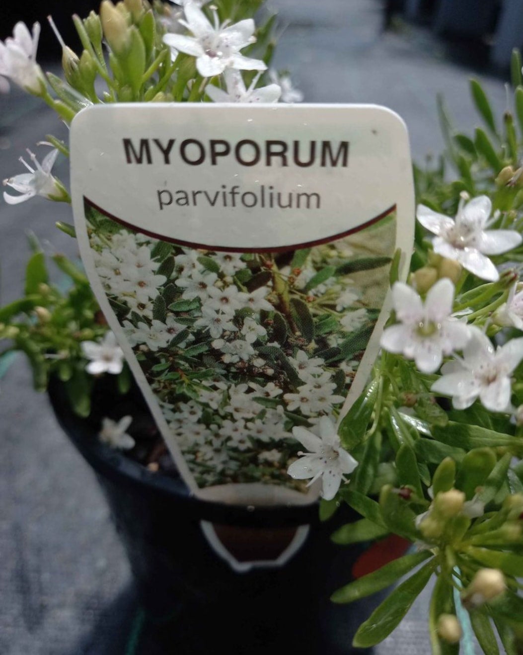 Myoporum Parvifolium Broad Leaf in 140mm Pot Canberra Nursery & Garden Centre