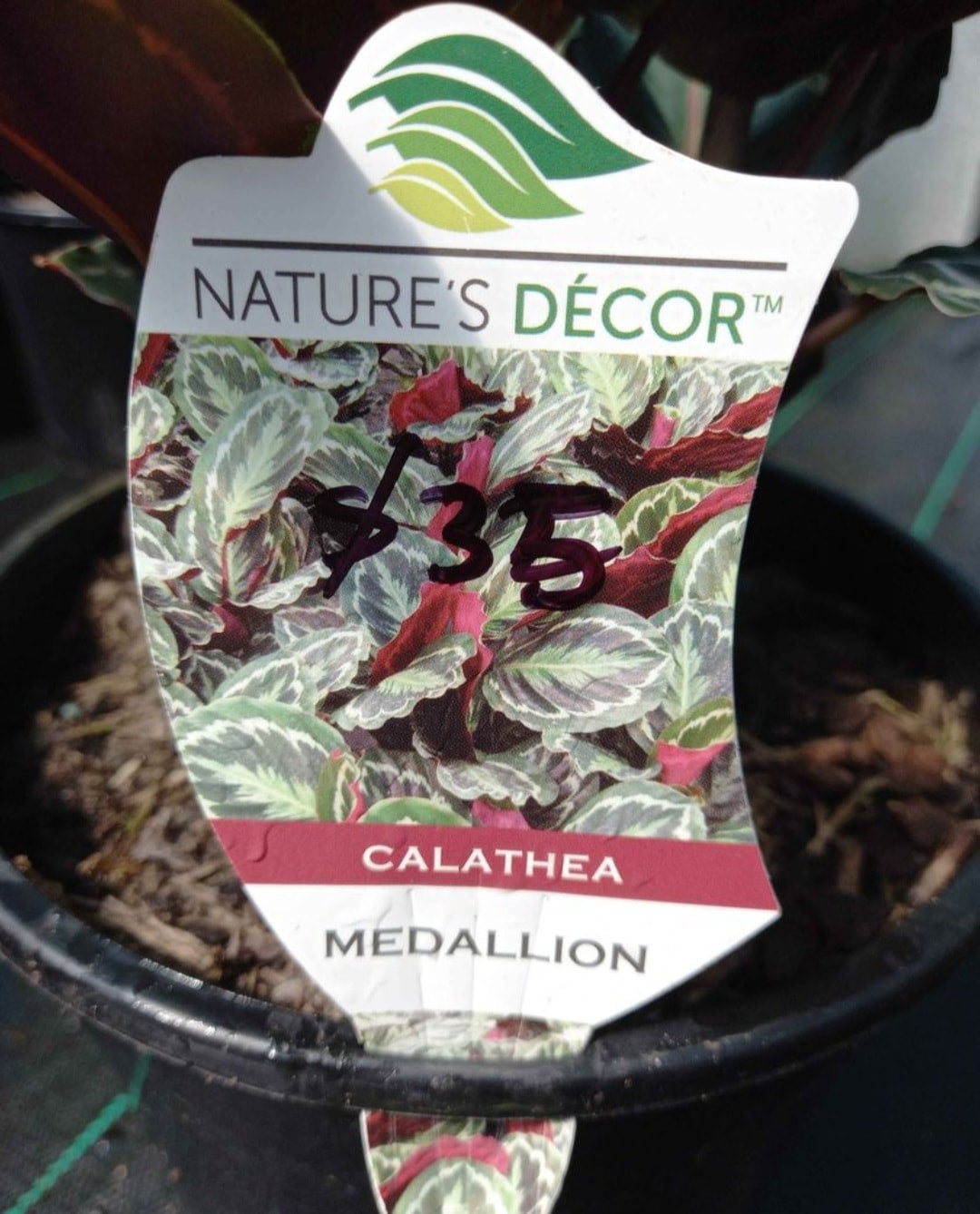 Indoor Plants Canberra Nursery & Garden Centre