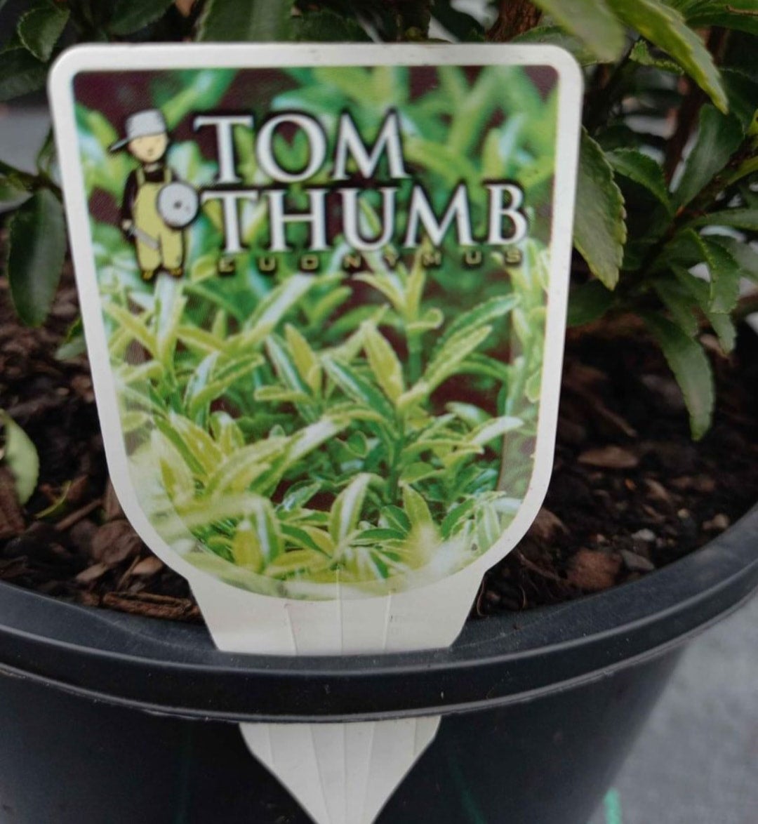 Tom Thumb Euonymus in 200mm Pot | Canberra Nursery & Garden Centre