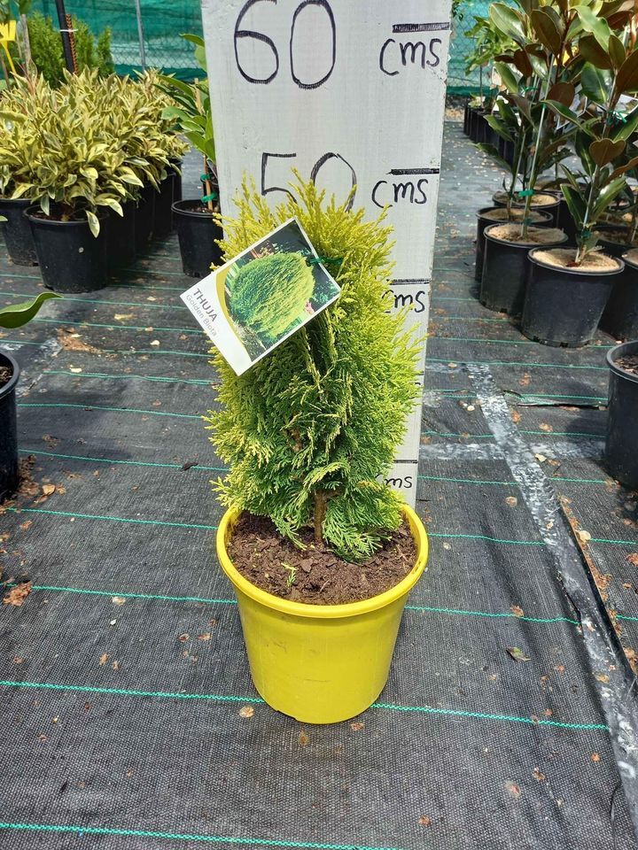 Golden biota in 180mm Pots | Canberra Nursery & Garden Centre