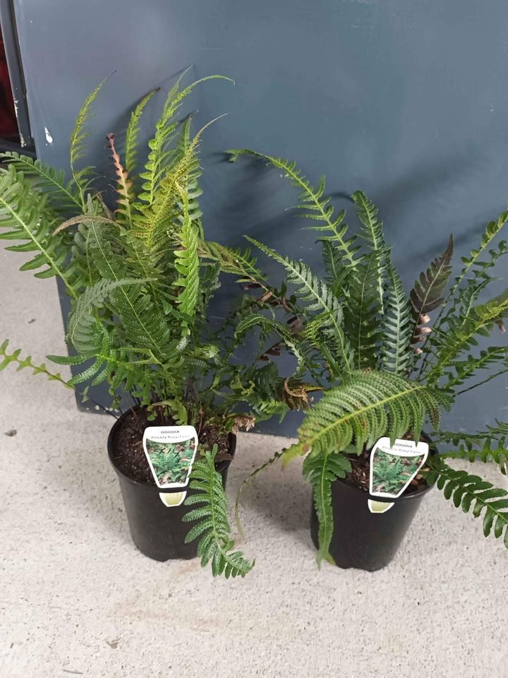 DOODIA Prickly Rasp Fern in 140mm Pot | Canberra Nursery & Garden Centre