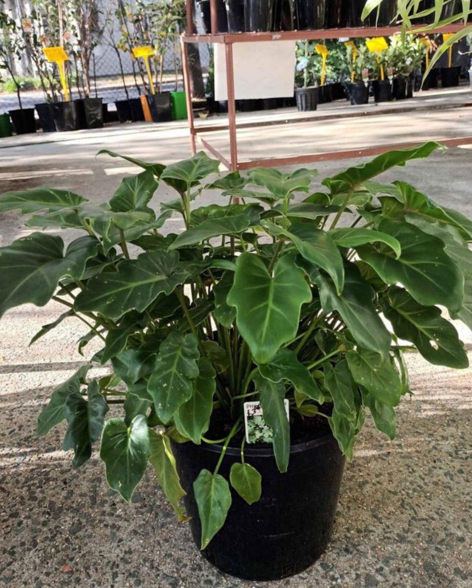 Indoor Plants Canberra Nursery & Garden Centre