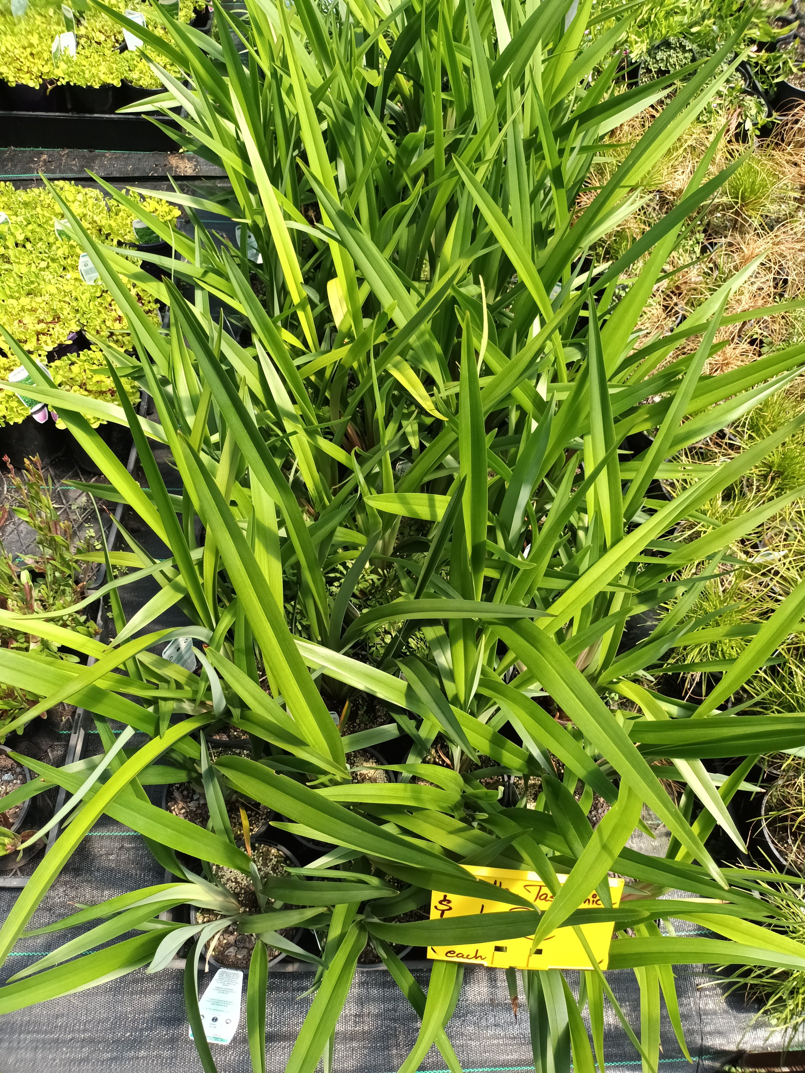 Dianella Tasmanica (Native) in 140mm Pot | Canberra Nursery & Garden Centre