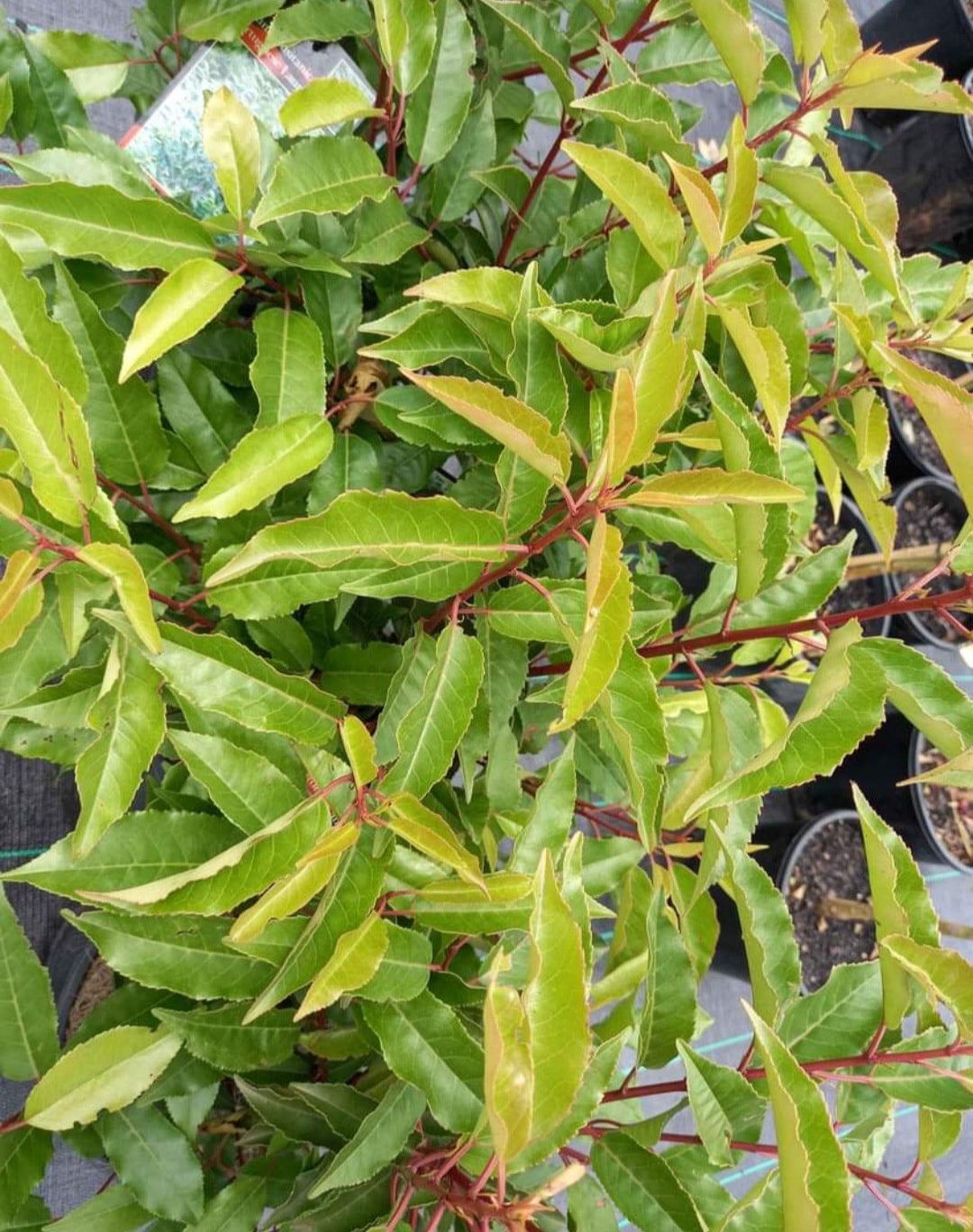 Portuguese Laurel In 200mm Pot 