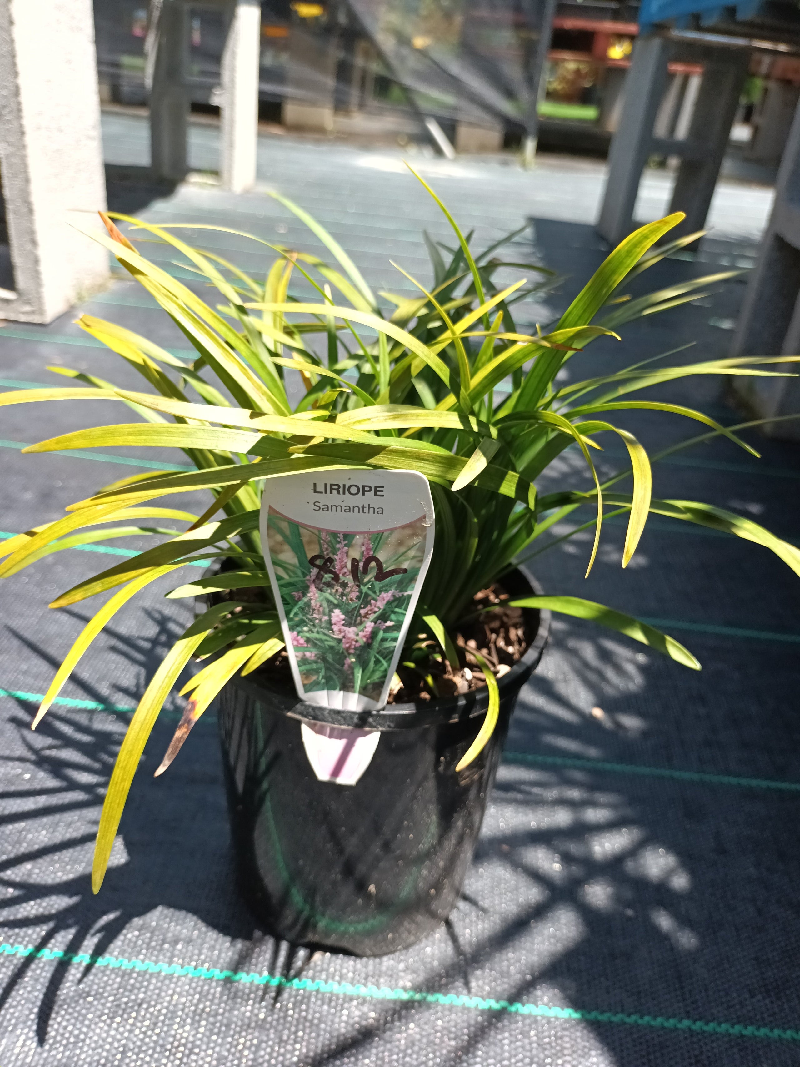 Liriope Samantha 140mm Pot | Canberra Nursery & Garden Centre