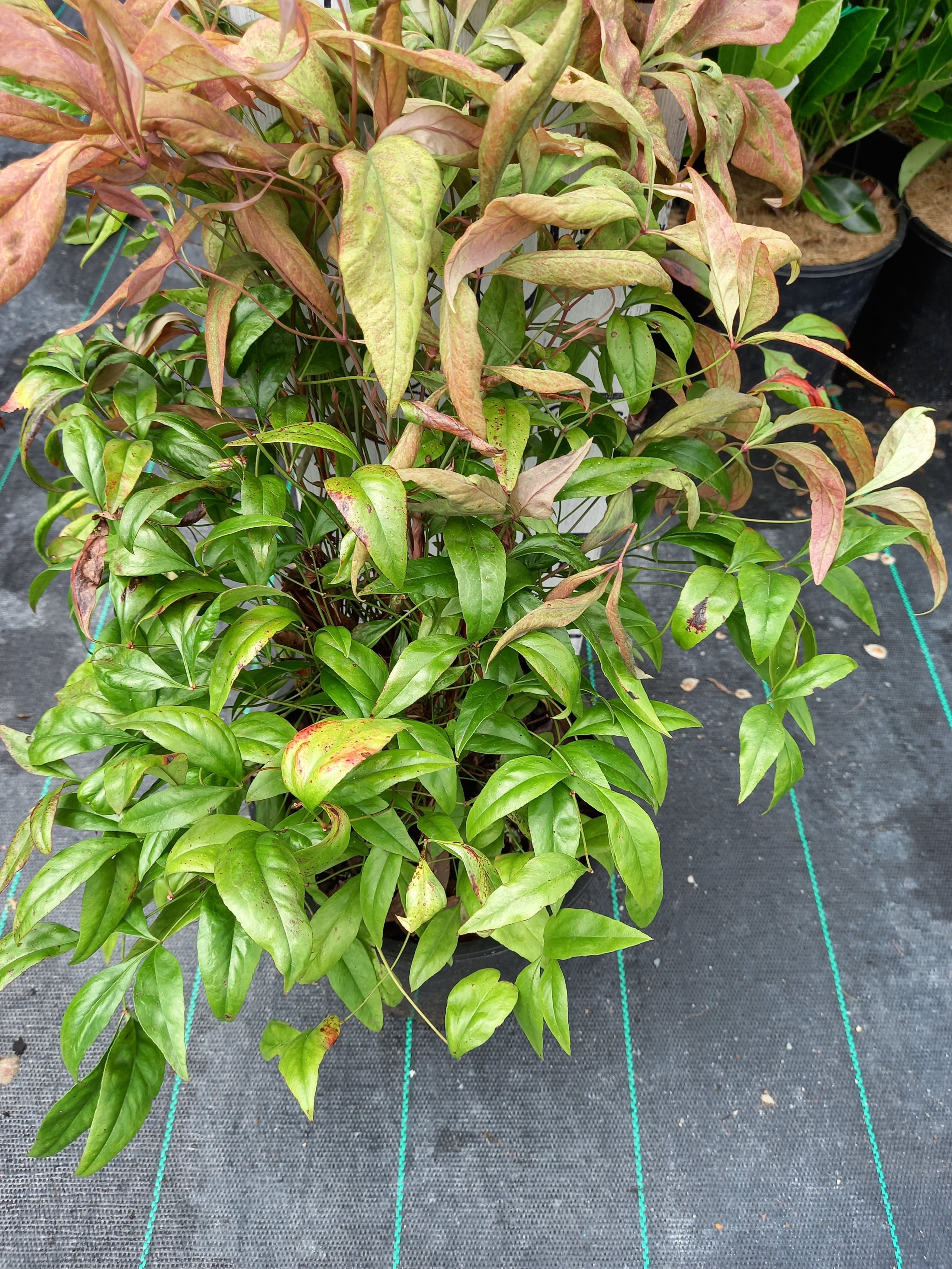 Dwarf Nandina in 140mm Pot | Canberra Nursery & Garden Centre