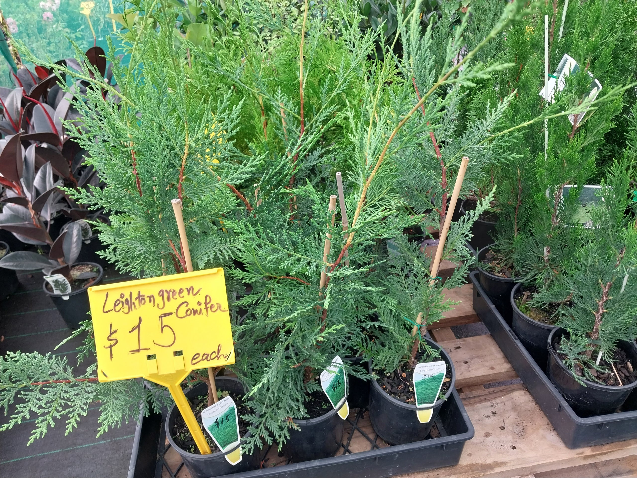 Leighton Green Conifer in 140mm pot Canberra Nursery & Garden Centre