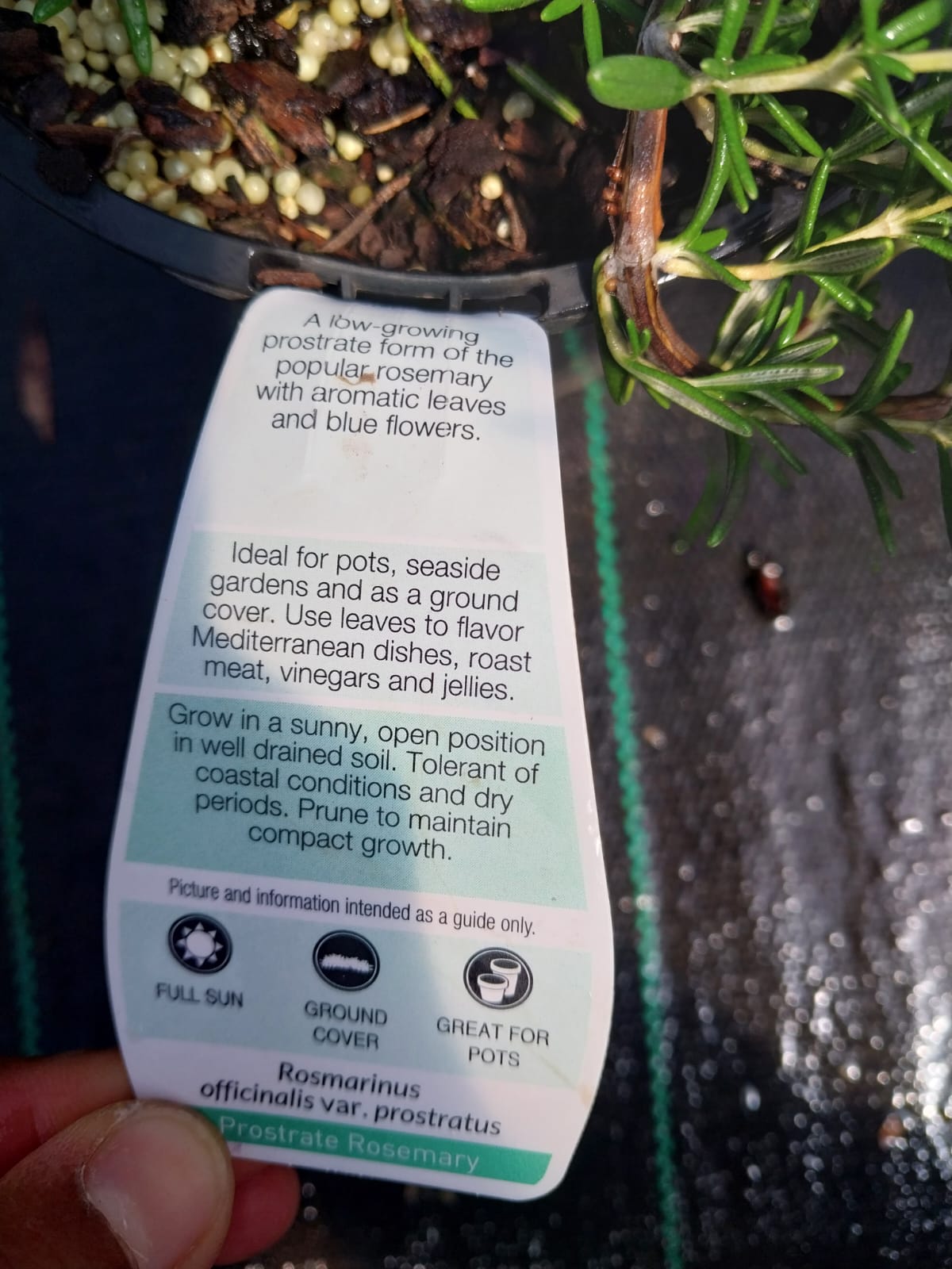 Rosemary Prostrate (Ground Cover) in 140mm pot Canberra Nursery